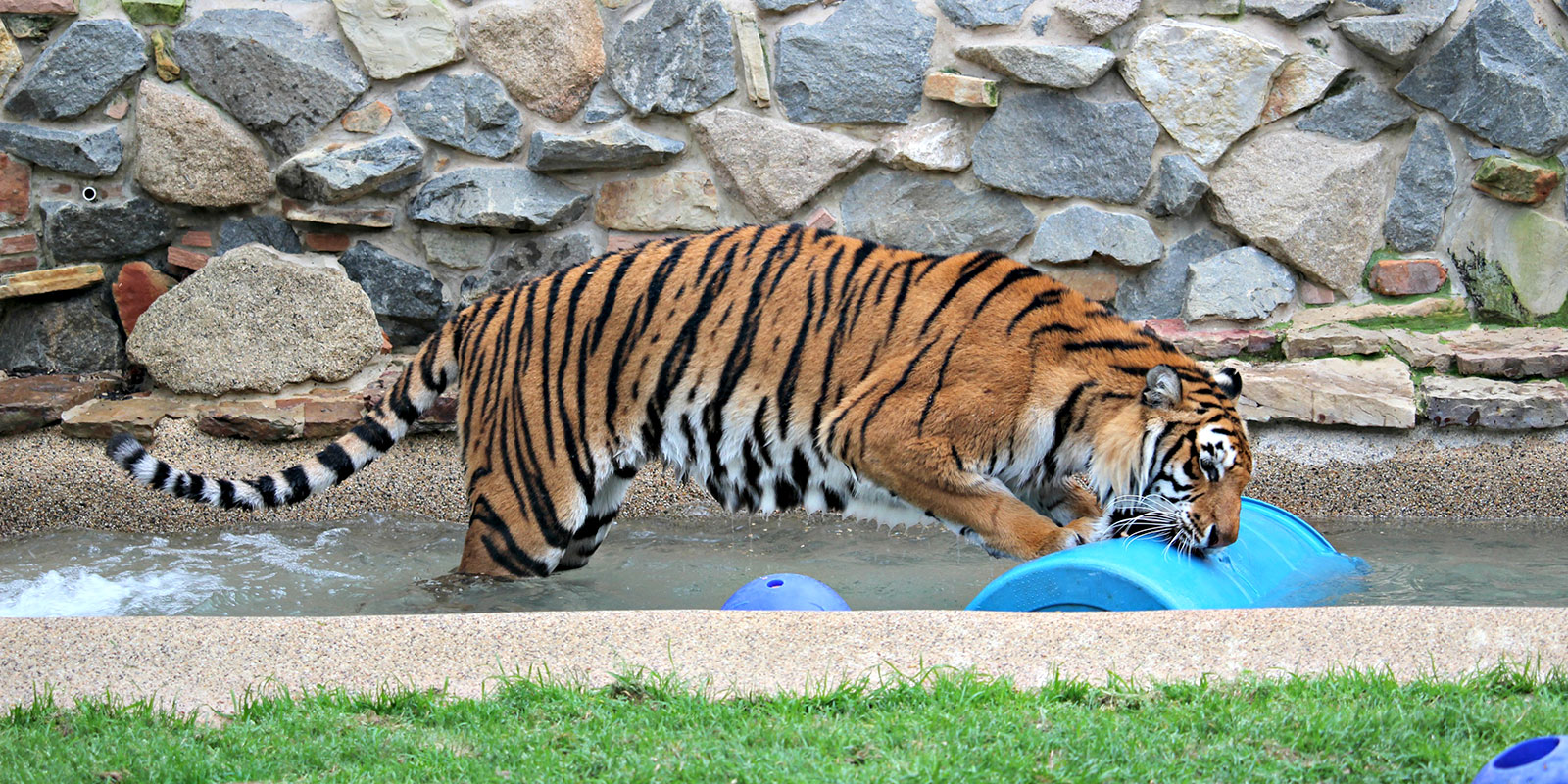 In-Sync Exotics Wylie TX